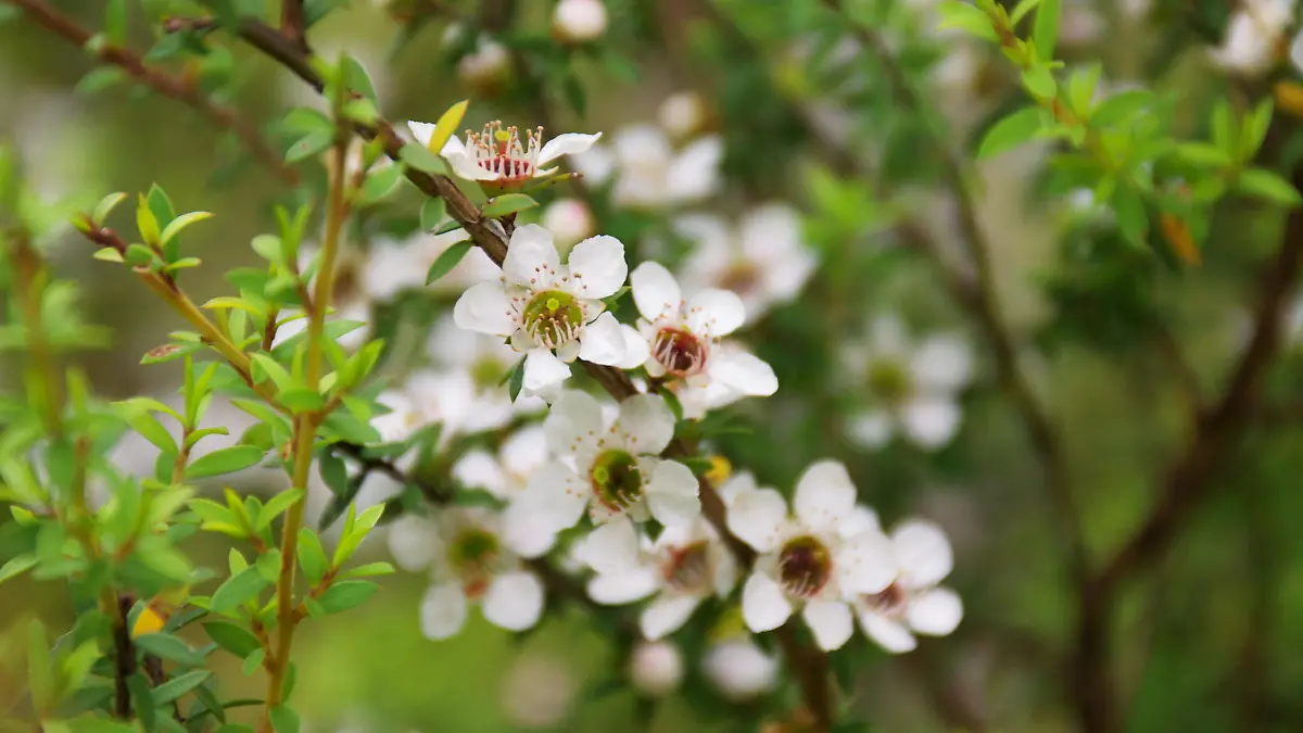 Manuka-Blüten
