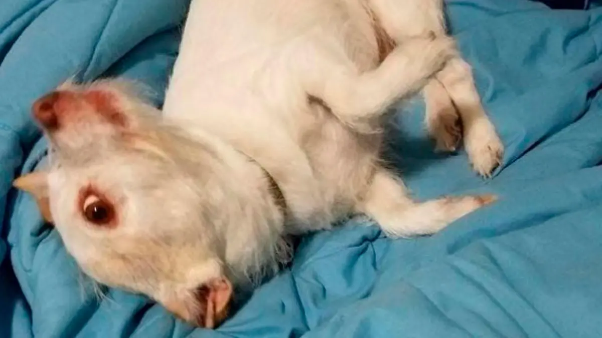 Optische Täuschung: Dieser Hund sieht aus wie eine mutierte Ziege.