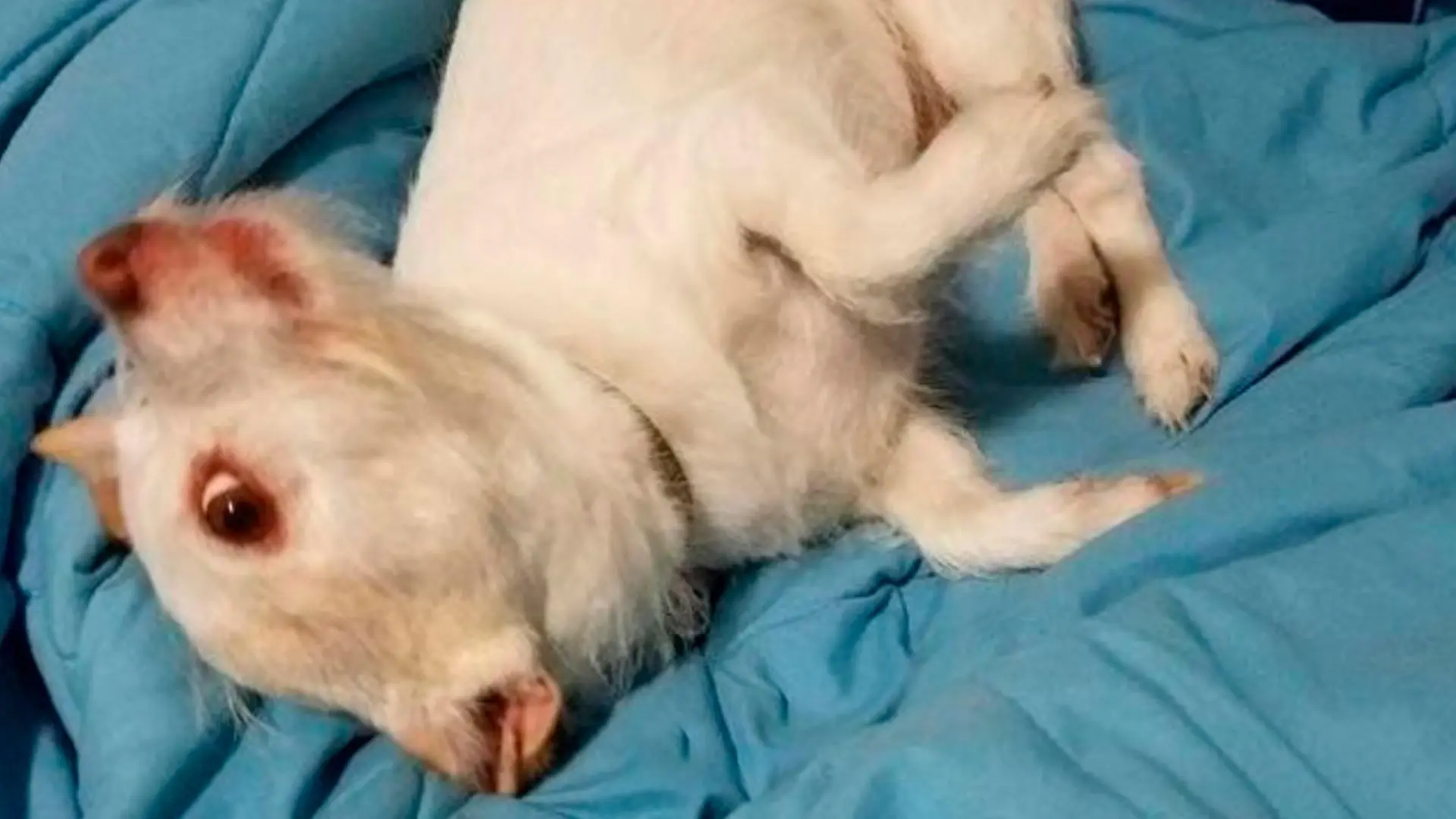 Optische Täuschung: Dieser Hund sieht aus wie eine mutierte Ziege.