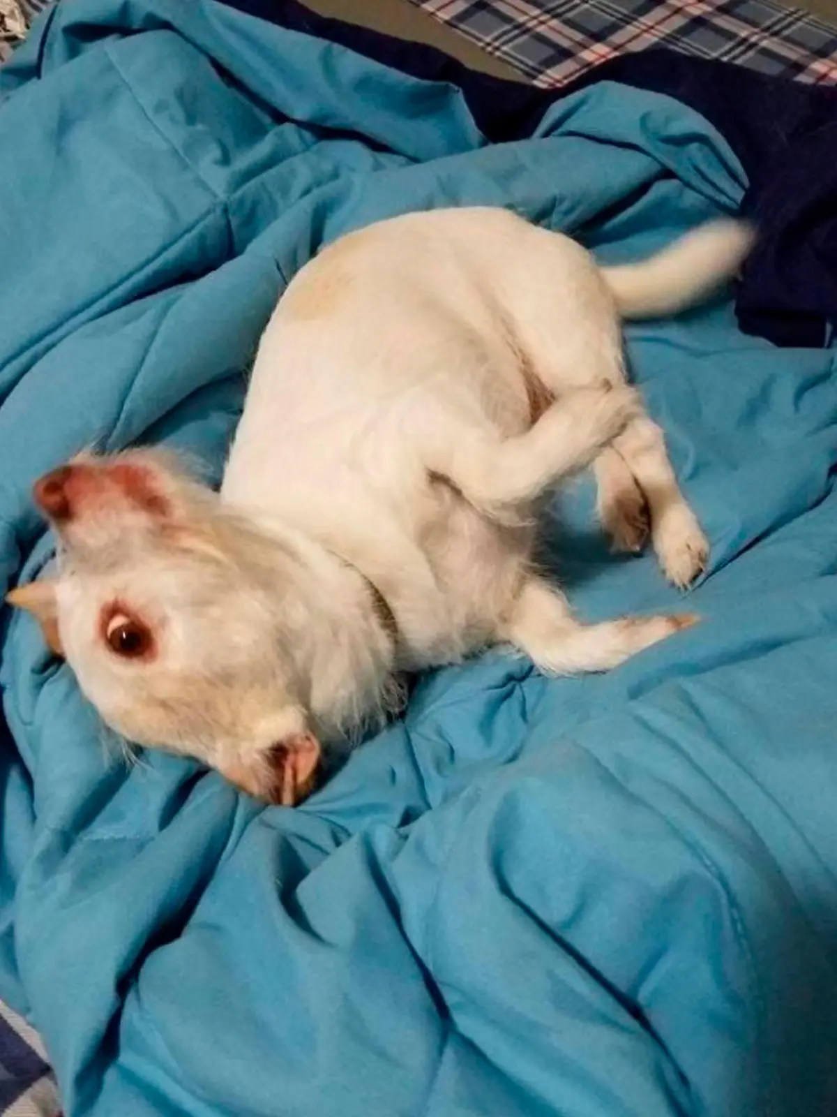 Optische Täuschung: Dieser Hund sieht aus wie eine mutierte Ziege.