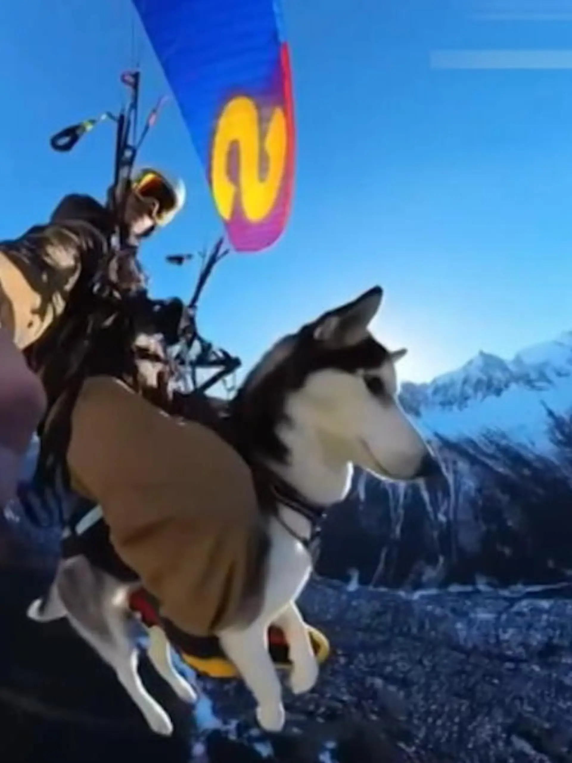 Dieser Hund ist ein echter Adrenalin-Junkie! Vierbeiner Sancho liebt das Gleitschirmfliegen. Gemeinsam mit Herrchen fliegt sie hier entlang des Mont Blanc - das sehen Sie im Video.