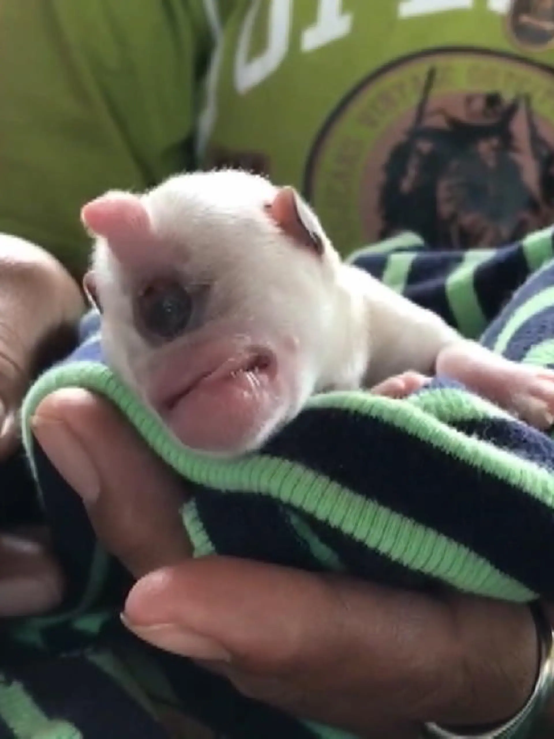 Bild zu: "Hundewelpe „Kevin“ hat nur ein Auge"