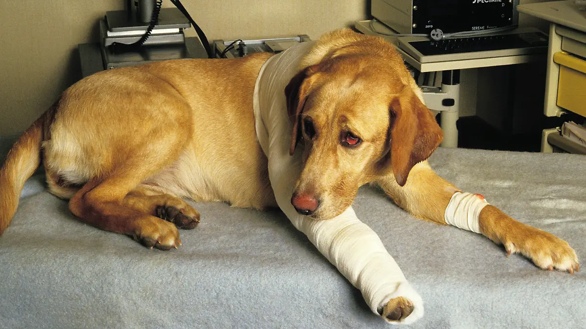 Dog at Vet with a Bandage, Leg Injury