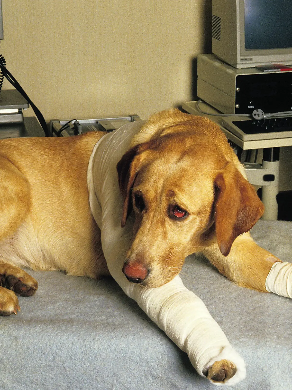 Dog at Vet with a Bandage, Leg Injury