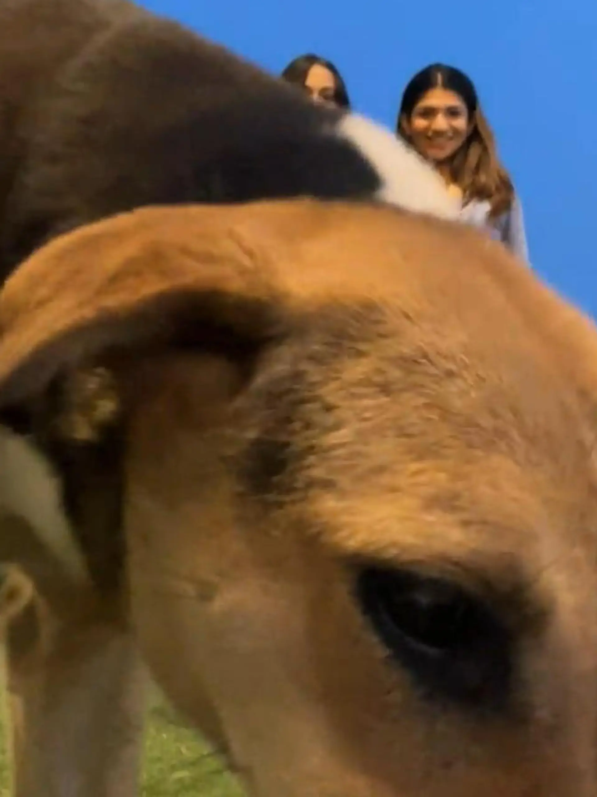 Hund crasht Fotoshooting und pinkelt auf Handy.