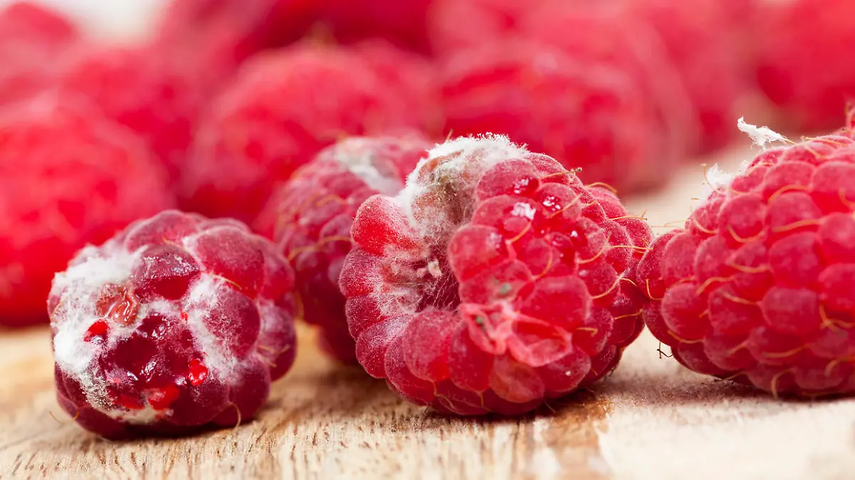 Verschimmelte Himbeeren