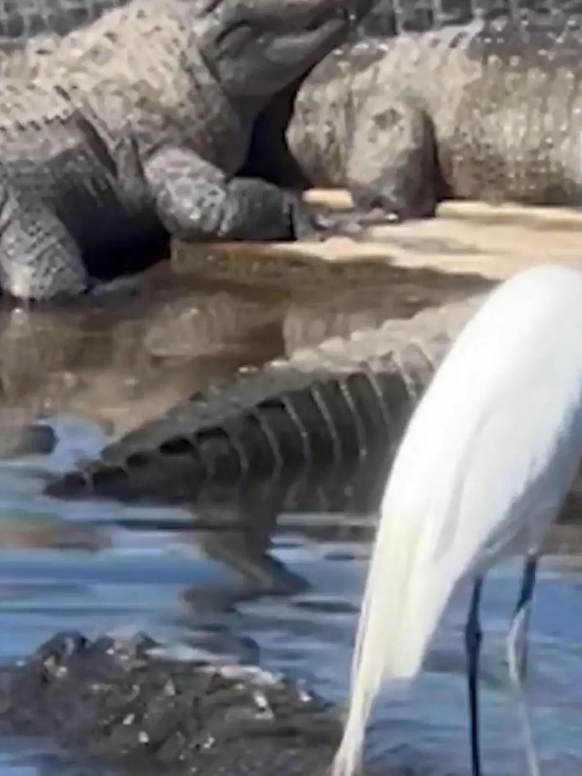 Der hat doch nen Vogel! Lustige Aufnahmen aus einem Alligatoren-Gehege in Orlando. Dieser Silberreihe macht einfach eine Pause auf dem riesigen Alligator und es stört niemanden. Eventuell wollte das ungleiche Pärchen die Bremer Stadtmusikanten neu interpretieren!