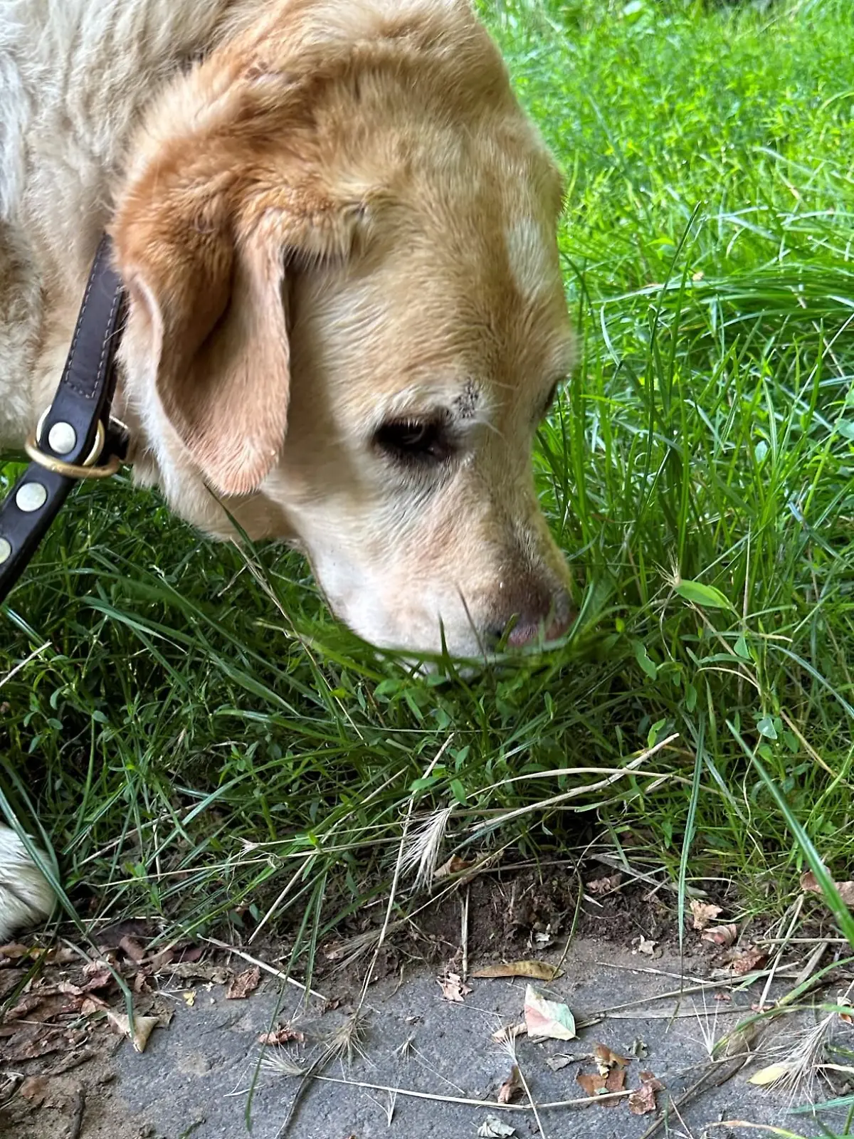 PRODUKTION - 11.08.2023, Saarland, Saarbrücken: Ein Labrador-Rüde schnuppert an Gräsern, während auf einem Weg daneben mehrere Grannen liegen. Grannen sind kleine, oft borstige Pflanzenteilchen, die sich an den Ähren verschiedener Getreidearten befinden. Sie können von Hunden eingeatmet werden, ins Ohr gelangen oder sich in die Haut bohren. (zu dpa: «Gefahr am Wegesrand: Grannen-Pflanzenteile wandern durch Hundekörper») Foto: Katja Sponholz/dpa +++ dpa-Bildfunk +++