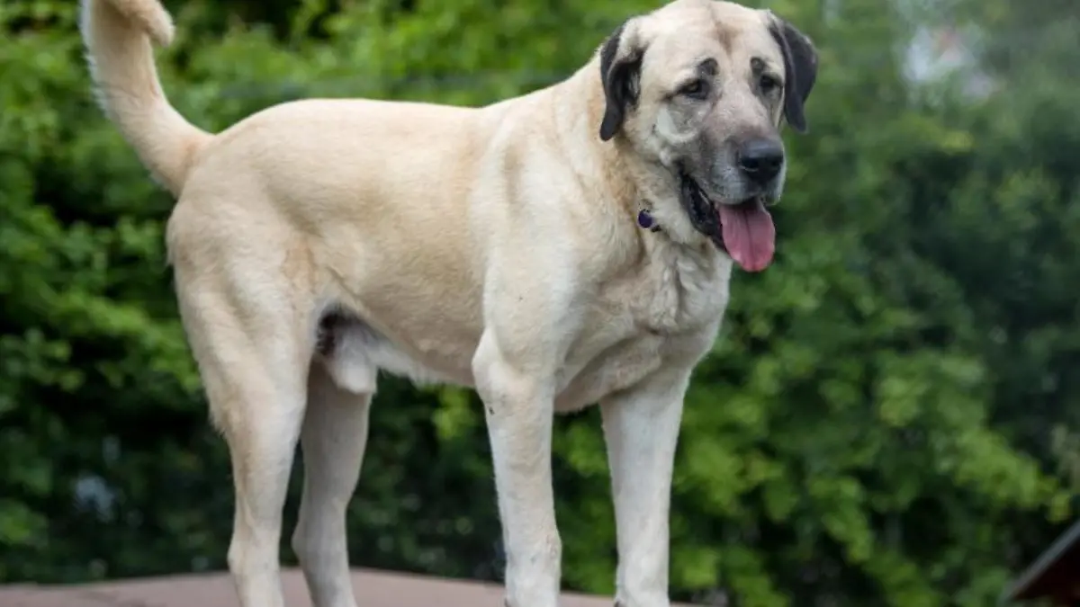 Kangal