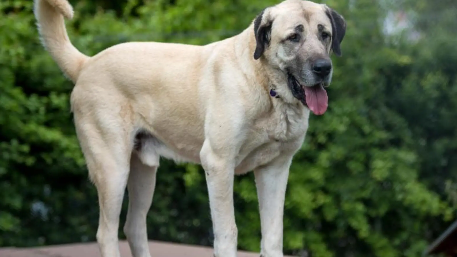 Kangal