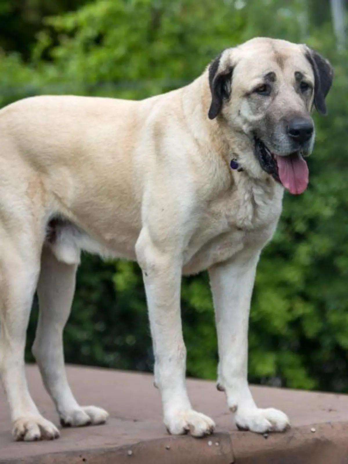 Kangal