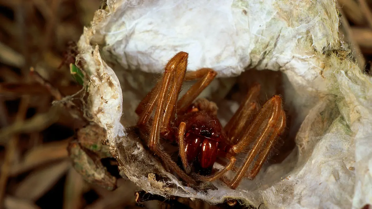 Spinnentiere Sackspinnen
Ammen-Dornfingerspinne Cheiracanthium punctorium long-legged sac spider Dornfingerspinne in Kokon Giftige Tierart Makroaufnahme Dieburg Hessen BRD Germany Spinnen Clubionidae spiders clubionid spider sac spider | Verwendung weltweit
