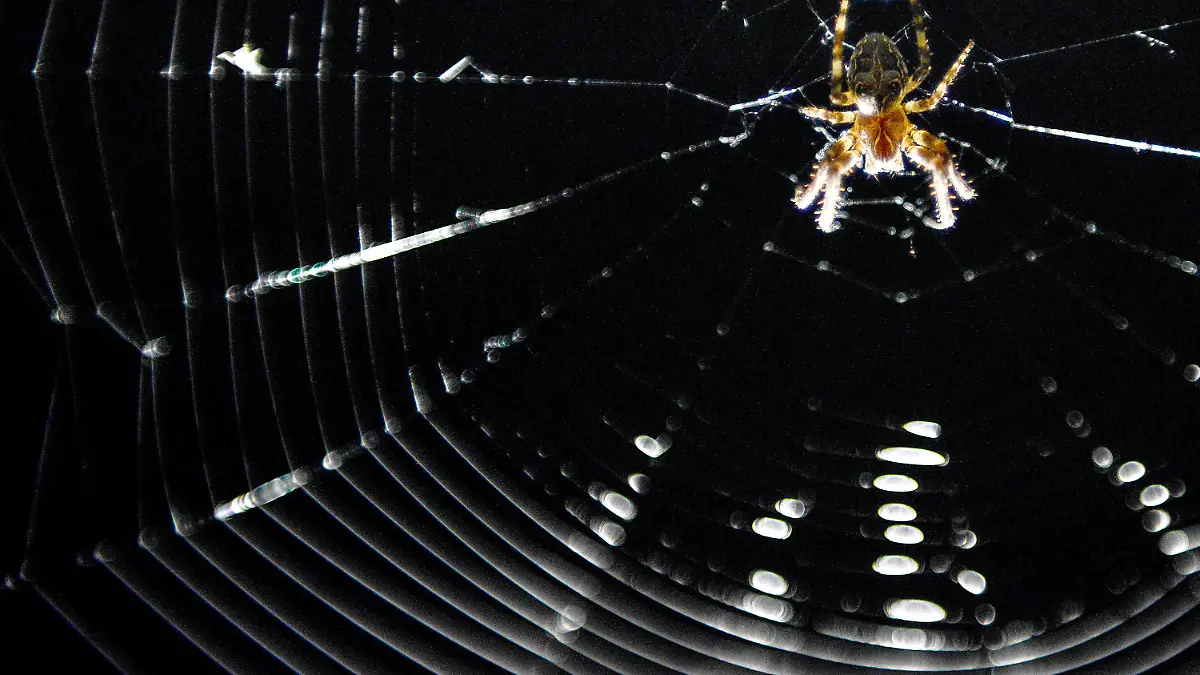 Eine Kreuzspinne (lat. Araneus) hat am 08.06.2014 in Bamberg (Bayern) ihr Netz im Scheinwerferkegel einer Brücke gebaut, um vom Licht angezogene Insekten in die Falle zu locken. Foto: David Ebener/dpa +++(c) dpa - Bildfunk+++