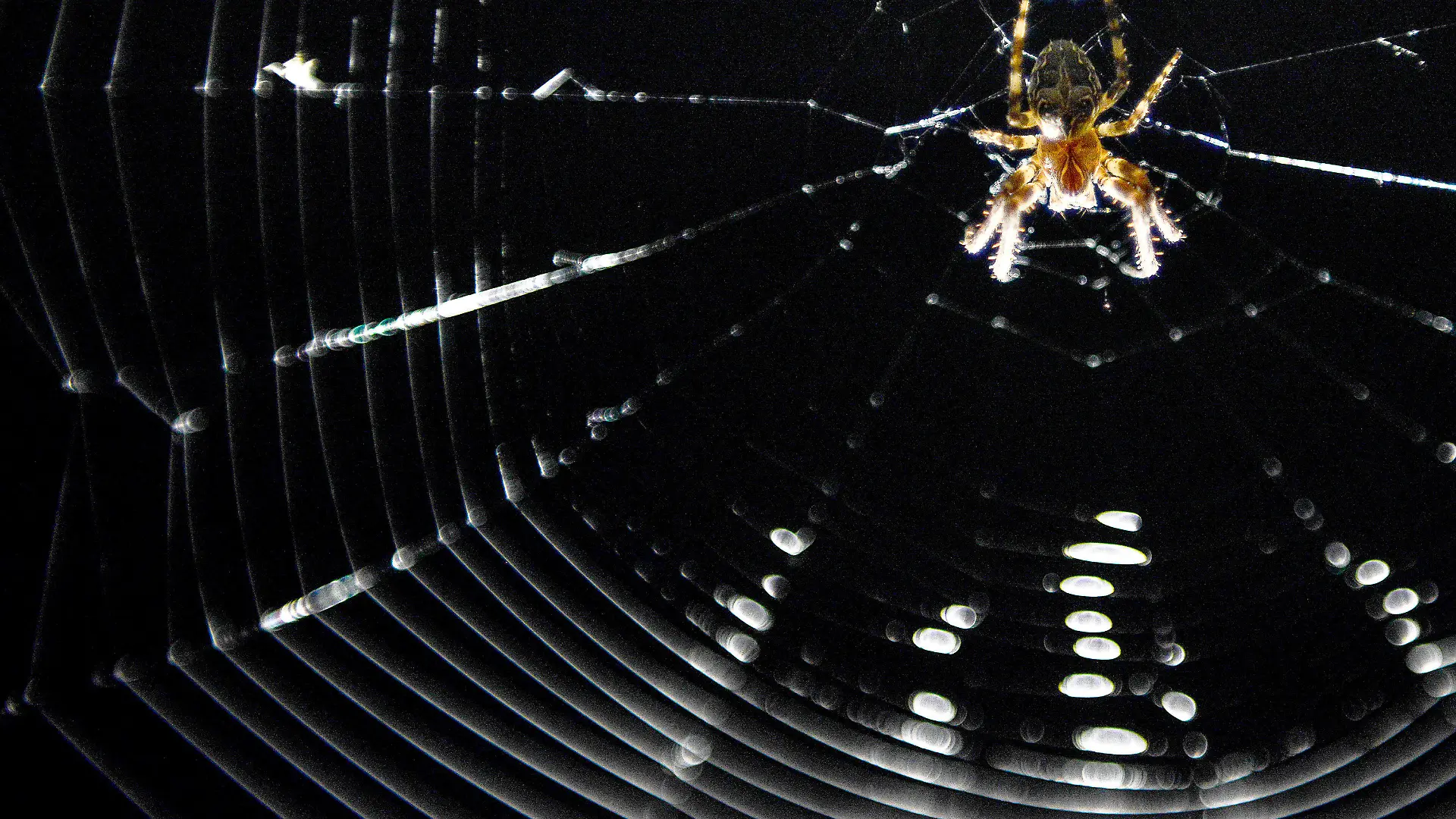 Eine Kreuzspinne (lat. Araneus) hat am 08.06.2014 in Bamberg (Bayern) ihr Netz im Scheinwerferkegel einer Brücke gebaut, um vom Licht angezogene Insekten in die Falle zu locken. Foto: David Ebener/dpa +++(c) dpa - Bildfunk+++