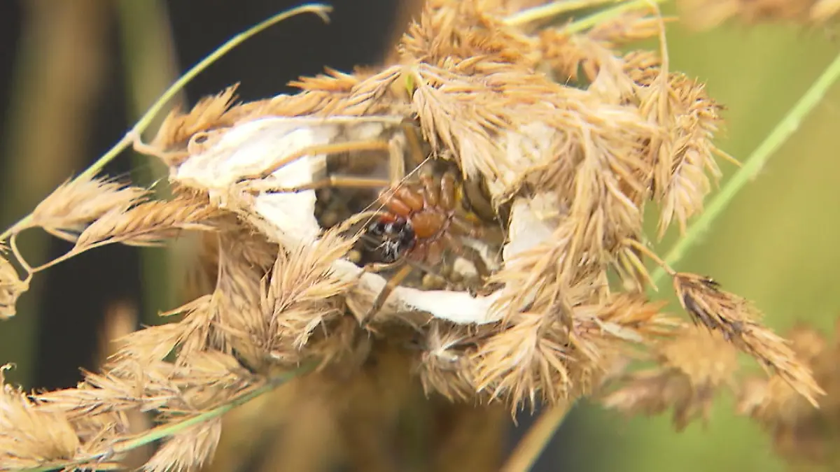 Die Rückkehr des Ammen-Dornfingers