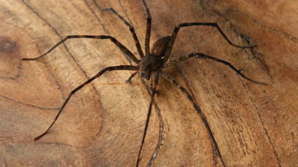 exoten wasserspinne