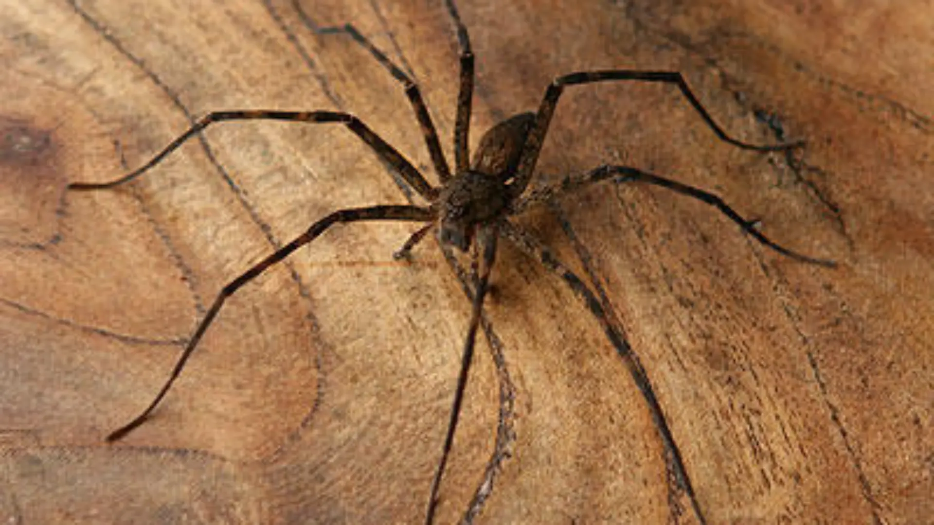 exoten wasserspinne