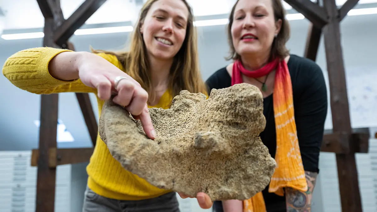PRODUKTION - 10.03.2023, Nordrhein-Westfalen, Soest: Archäologin Julia Ricken (l) und die Finderin Simone Grundmann schauen sich die Knochen eines 15.000 Jahre alten Wollhaar-Mammuts an. Mammutknochen auf Soester Dachboden gefunden. Eine Frau findet auf dem Dachboden ihres Hauses in Soest große Knochen, die ihr Vater vor Jahrzehnten bei Arbeiten ausgegraben hat. Bei der Stadtarchäologie stellt sich heraus: Sie stammen von einem Wollhaar-Mammut und anderen Urzeit-Tieren und sind mindestens 15 000 Jahre alt. Es sind die ältesten Funde auf dem Gebiet der Stadt Soest. Foto: Guido Kirchner/dpa +++ dpa-Bildfunk +++