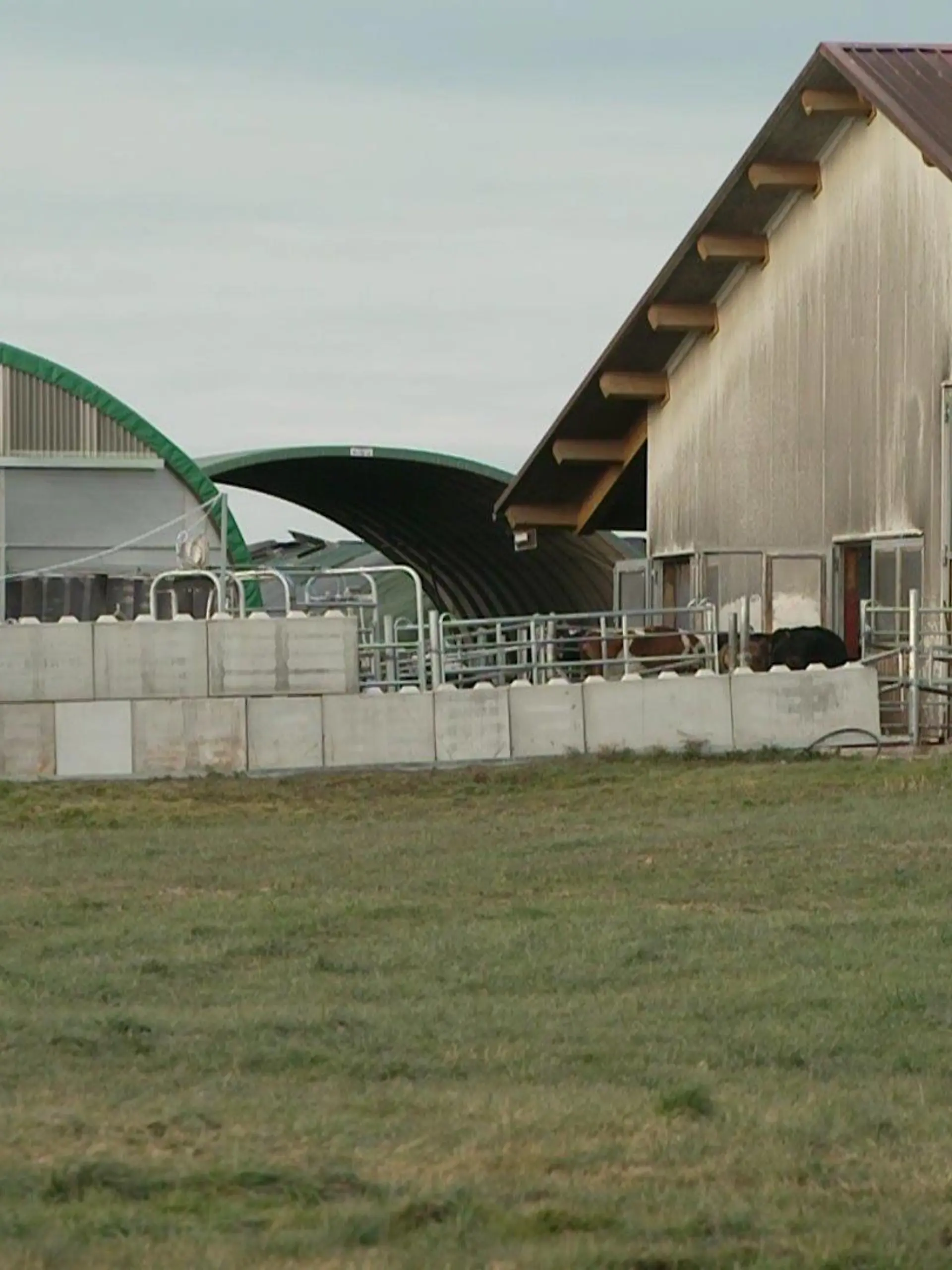 Tierhaltungsskandal auf Milchviehhof im Allgäu