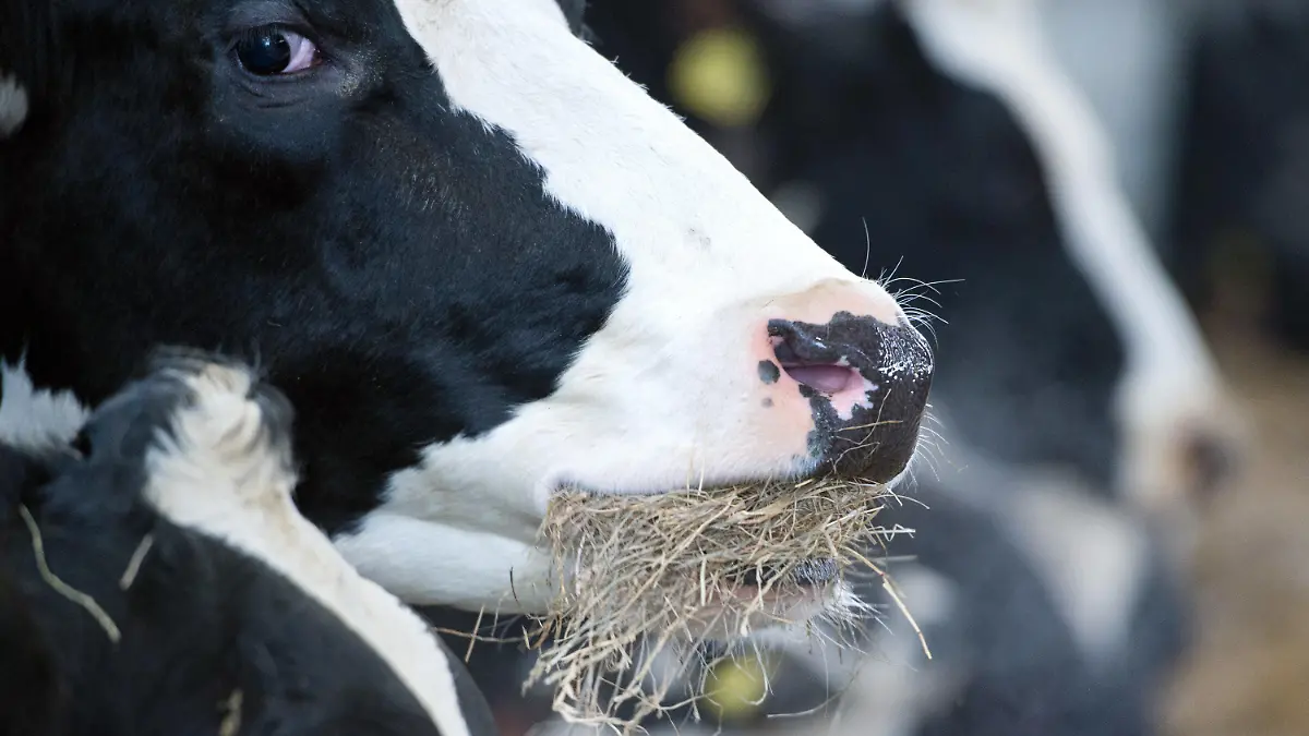 ARCHIV - 09.01.2018, Nordrhein-Westfalen, Kranenburg: Milchkühe fressen auf einem Hof Stroh. Seit Jahrzehnten geht die Zahl der Milchbauern zurück. Dieser Trend könnte sich jetzt beschleunigen, befürchtet der Branchenverband. Landwirte müssten höhere Kosten und auch Auflagen schultern. Foto: Rainer Jensen/dpa +++ dpa-Bildfunk +++