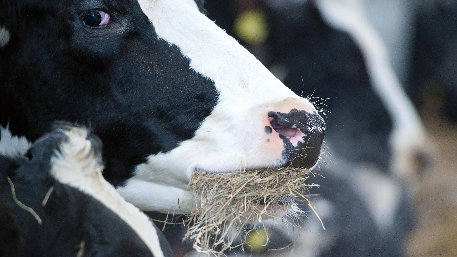 ARCHIV - 09.01.2018, Nordrhein-Westfalen, Kranenburg: Milchkühe fressen auf einem Hof Stroh. Seit Jahrzehnten geht die Zahl der Milchbauern zurück. Dieser Trend könnte sich jetzt beschleunigen, befürchtet der Branchenverband. Landwirte müssten höhere Kosten und auch Auflagen schultern. Foto: Rainer Jensen/dpa +++ dpa-Bildfunk +++