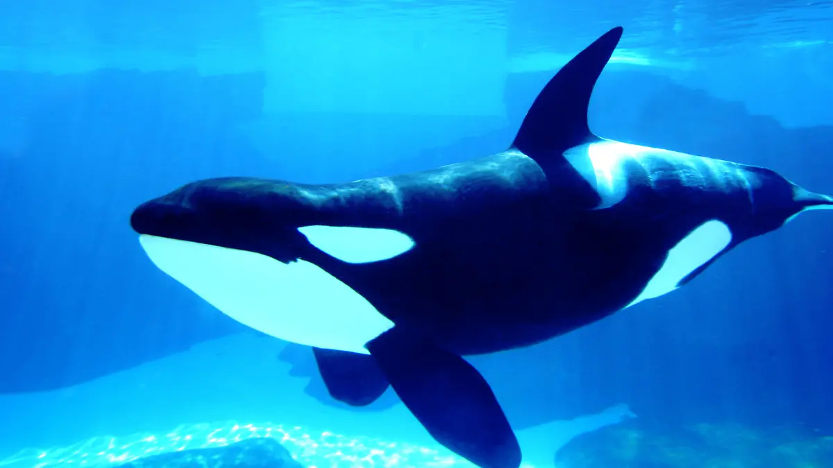 A killer whale in a marine park. My 40th Flame, on April 14th, 2008. Thanks! Check out the rest of my Animal Images here.