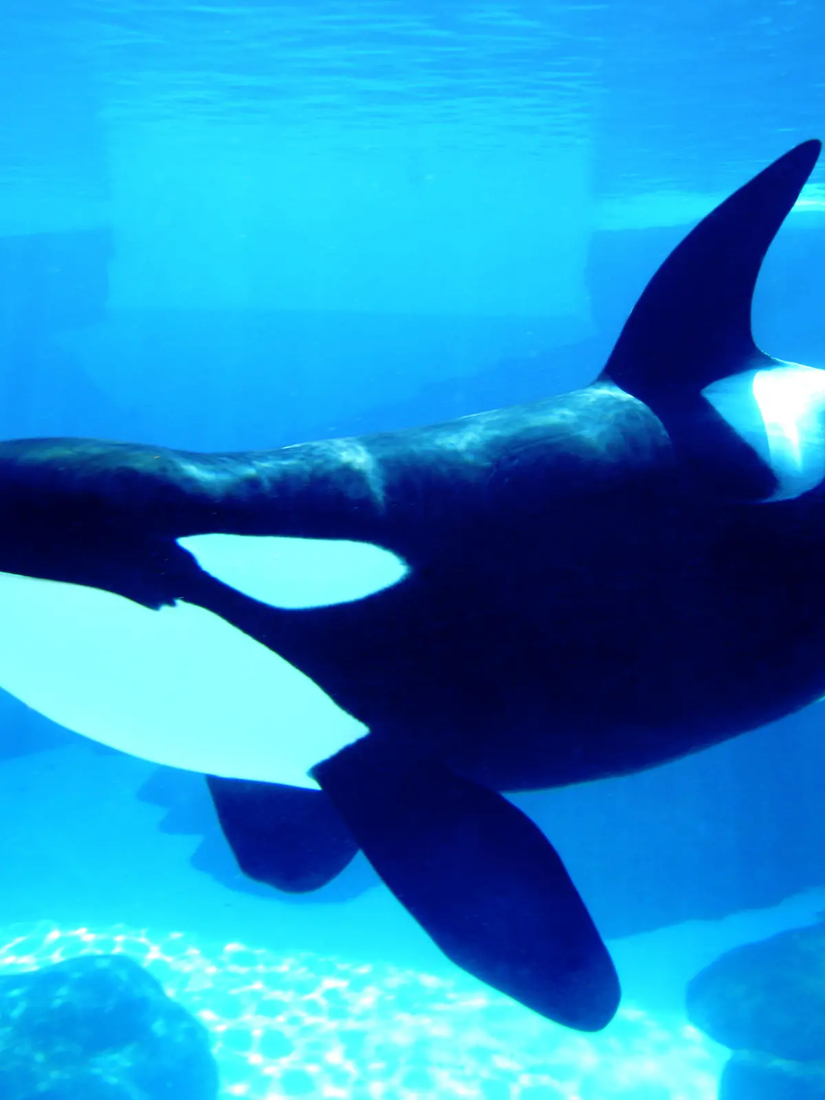 A killer whale in a marine park. My 40th Flame, on April 14th, 2008. Thanks! Check out the rest of my Animal Images here.