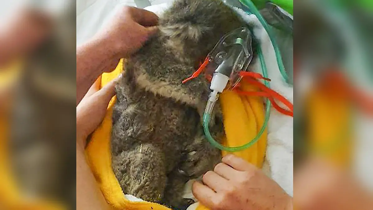 Koala Arnie ist tot