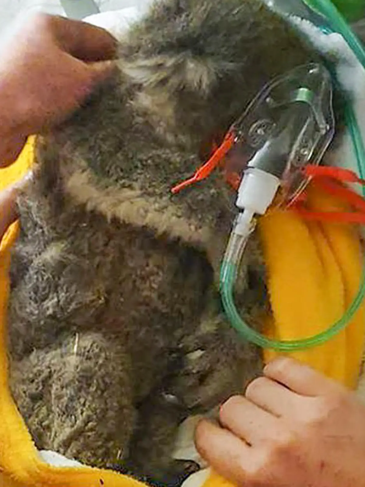 Koala Arnie ist tot