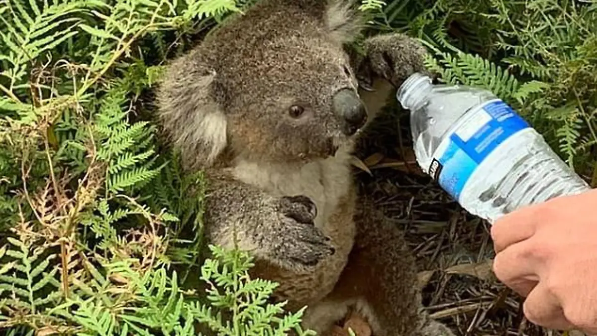 Damian Campbell-Davys reicht Koala Wasser