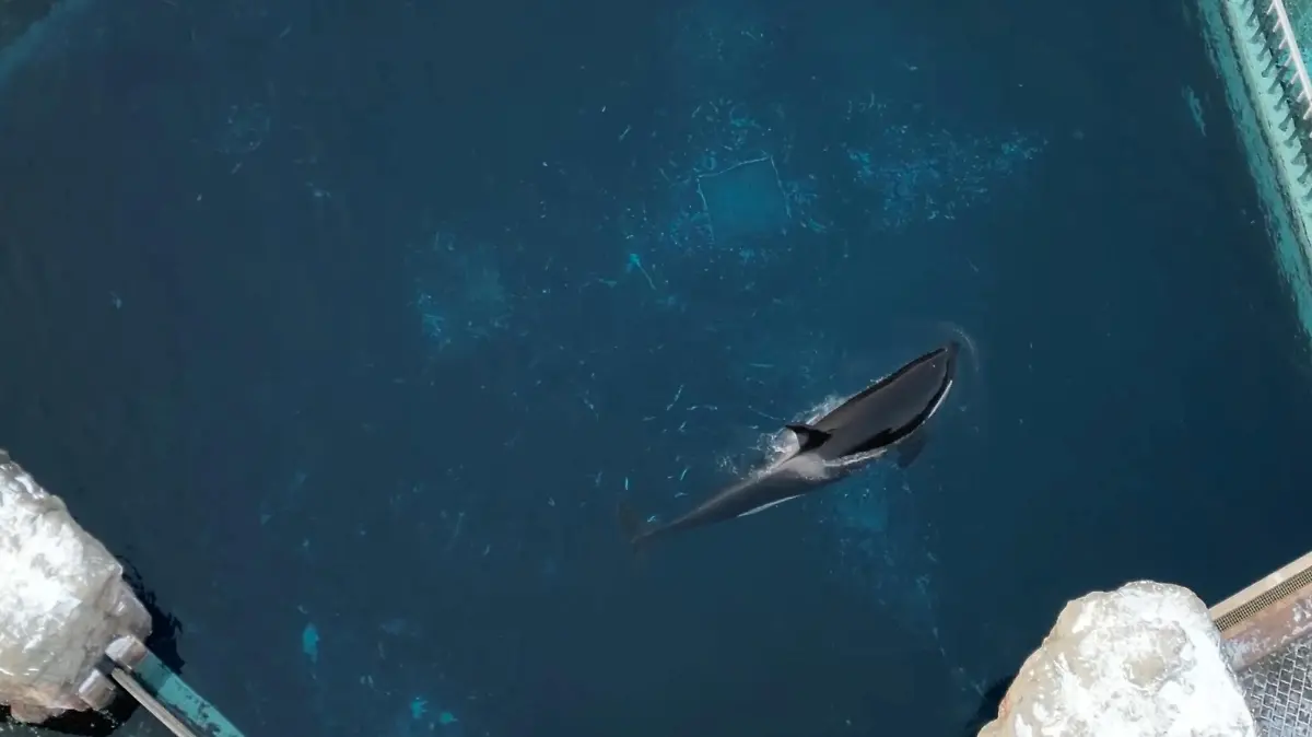Kiska, the last captive orca or killer whale in Canada, swims in her concrete tank in Niagara Falls, Ontario, Canada, February 6, 2023 in this screengrab obtained from a social media video. Phil Demers/ Instagram & TikTok @UrgenSeas/via REUTERS  THIS IMAGE HAS BEEN SUPPLIED BY A THIRD PARTY. MANDATORY CREDIT. NO RESALES. NO ARCHIVES.