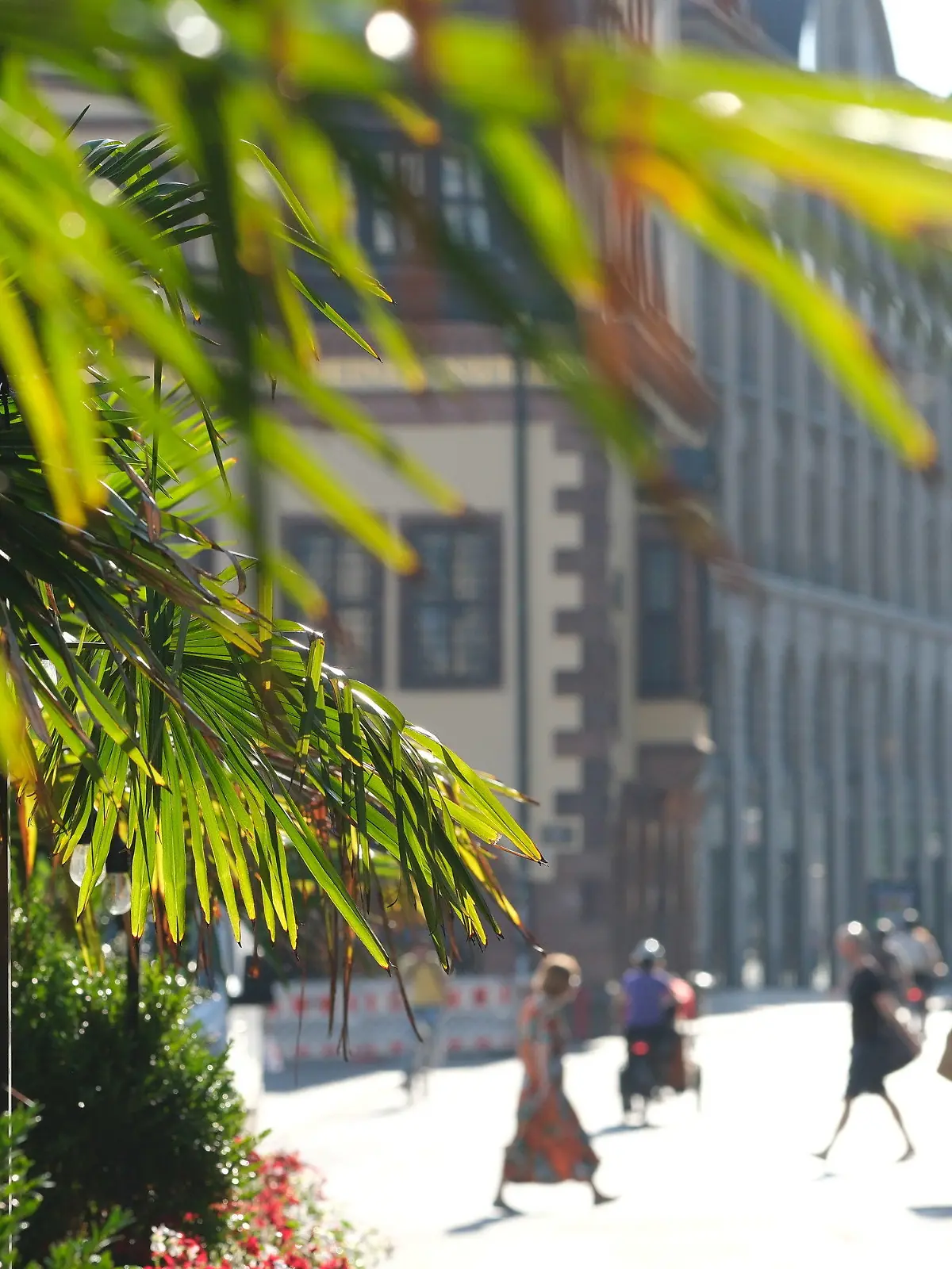 15.08.2023, Sachsen, Leipzig: Palmen an einem Café werden von der Morgensonne beschienen. Heißes und schwüles Sommerwetter bestimmt die nächsten Tage. Foto: Sebastian Willnow/dpa +++ dpa-Bildfunk +++