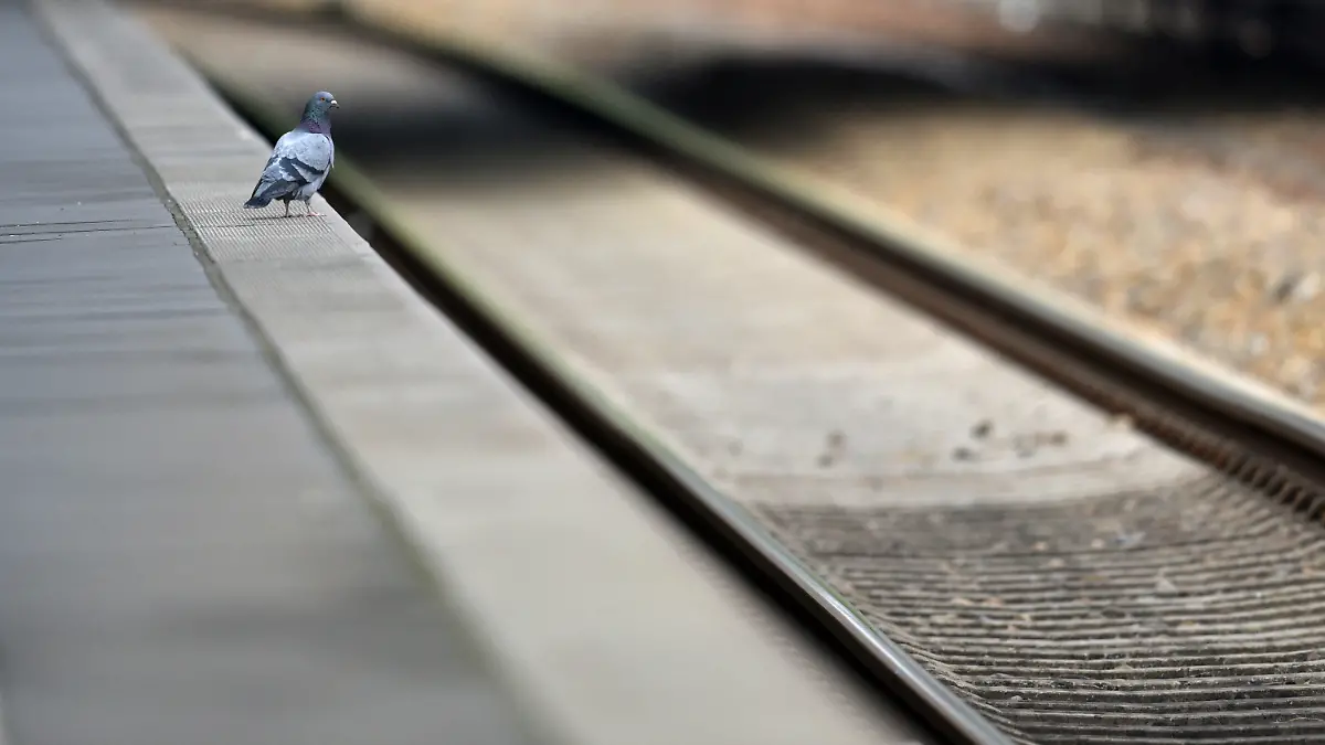 Eine Taube schaut sich auf einem menschenleeren Bahnsteig des Hauptbahnhof in Potsdam (Brandenburg) am 05.05.2015 um. Die Lokführergewerkschaft GDL hat ihre Mitglieder aufgerufen, beim bisher längsten Streik in der Geschichte der Deutschen Bahn die Züge bis zum Sonntagmorgen um 9.00 Uhr stehen zu lassen. Foto: Ralf Hirschberger/dpa +++(c) dpa - Bildfunk+++
