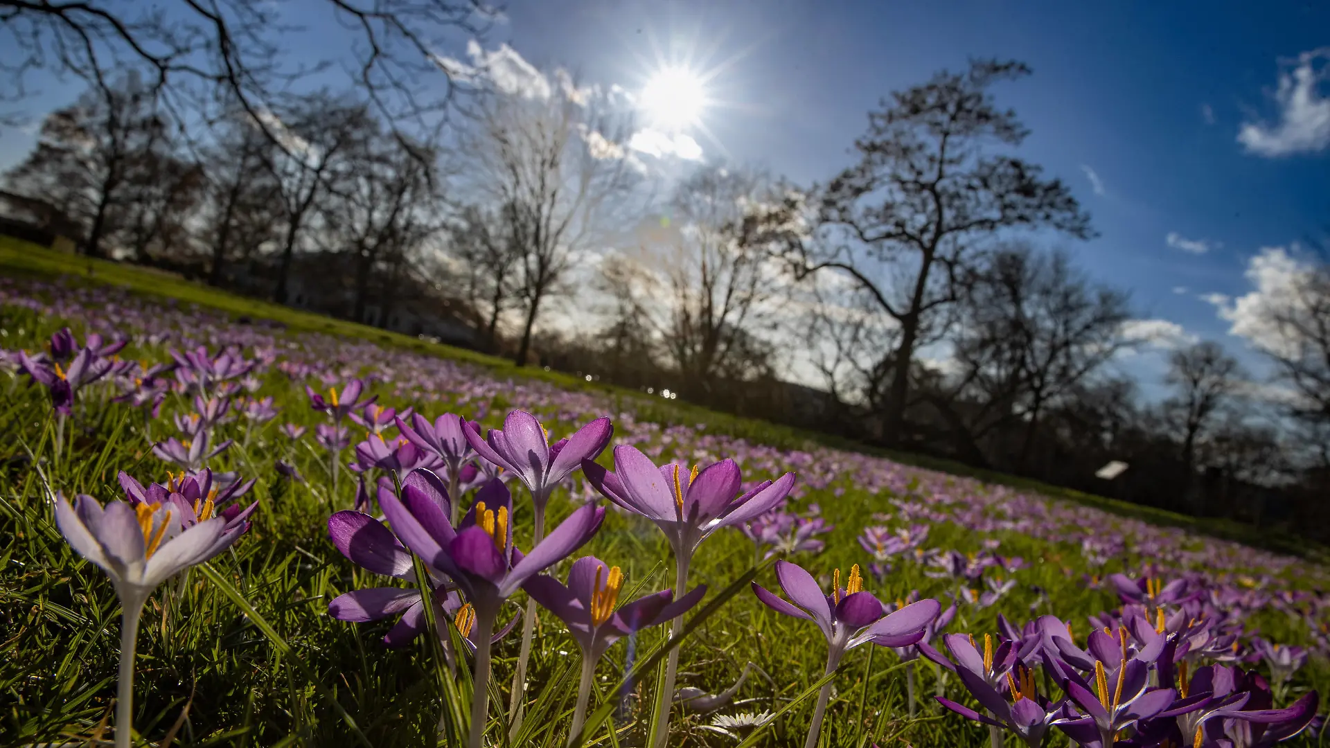 Niedersachsen, Hannover, tausende blühender Krokusse im Berggarten, Wetter, Frühling, Biene, , *** Lower Saxony, Hanover, thousands of blooming crocuses in the Berggarten, weather, spring, bee, ,
