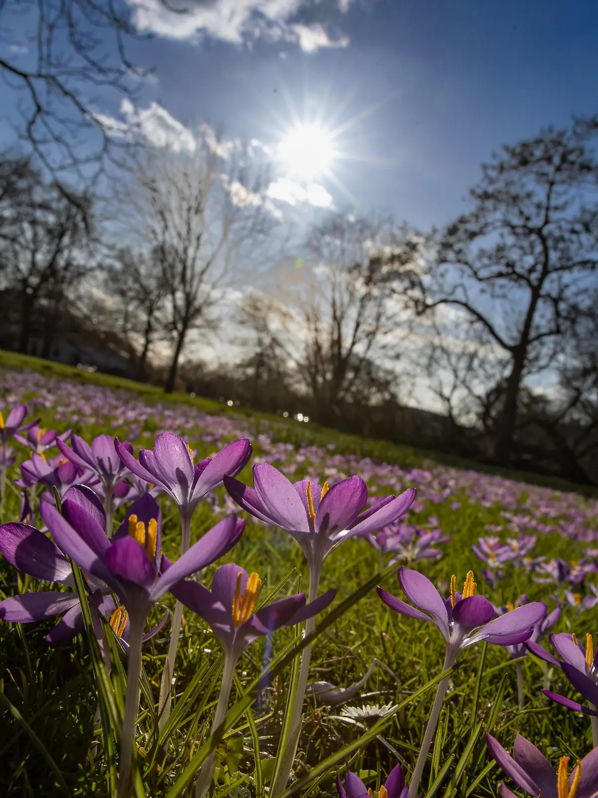  Niedersachsen, Hannover, tausende blühender Krokusse im Berggarten, Wetter, Frühling, Biene, , *** Lower Saxony, Hanover, thousands of blooming crocuses in the Berggarten, weather, spring, bee, ,