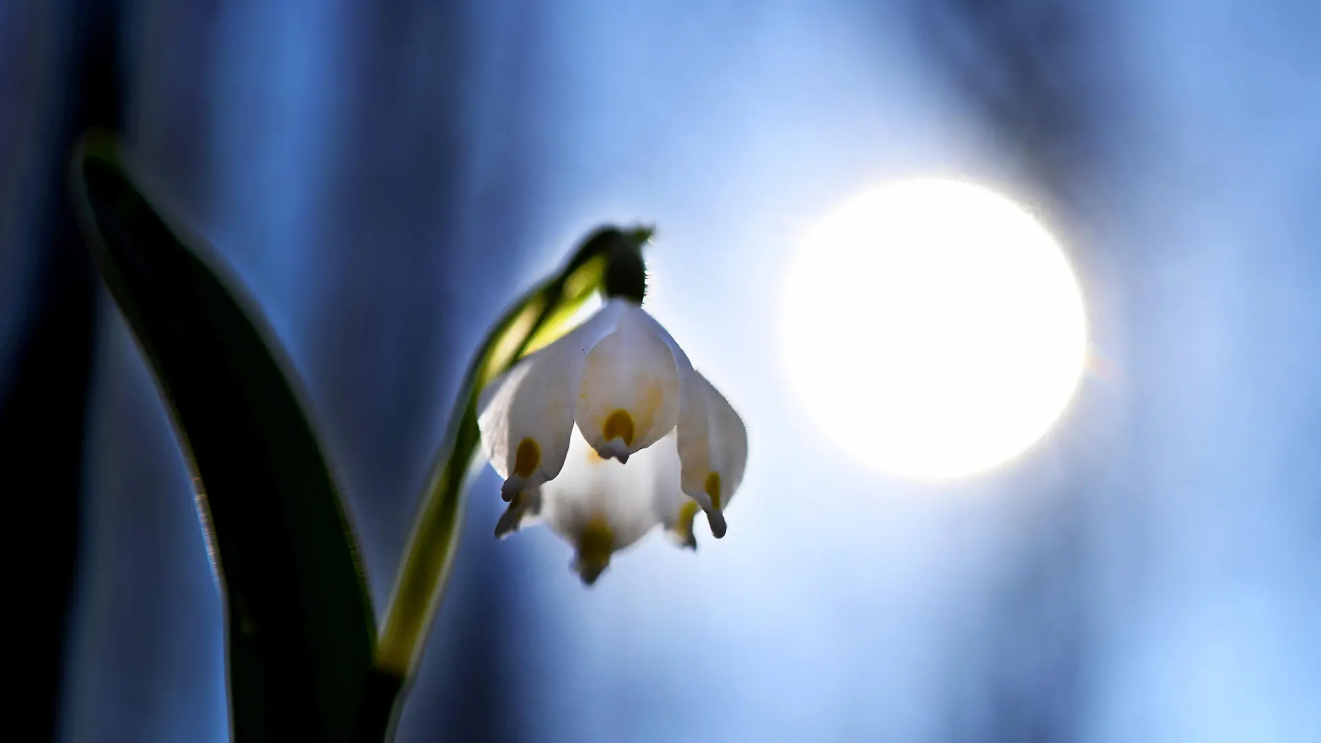 ABD0088_20220301 - SALZBURG - ÖSTERREICH: ++ THEMENBILD ++ Frühlingsknotenblumen als erste Frühlingsboten am Dienstag, 1. März 2022, in Salzburg. Heute ist meteorologischer Frühlingsbeginn. - FOTO: APA/BARBARA GINDL - 20220301_PD6897
