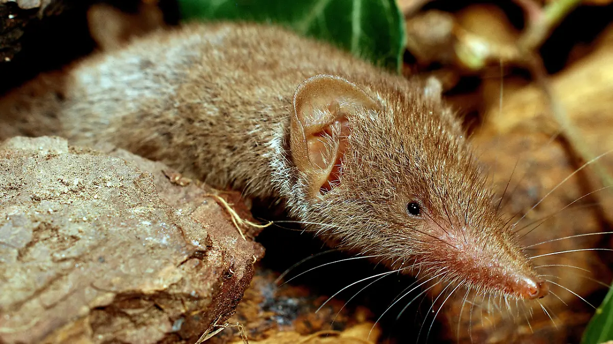Feldspitzmäuse können durch ihre Ausscheidungen das Bora-Virus übertragen.