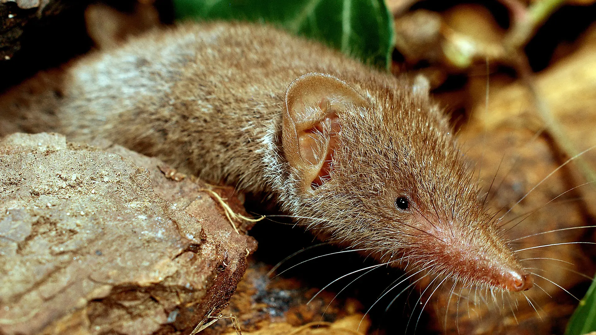 Feldspitzmäuse können durch ihre Ausscheidungen das Bora-Virus übertragen.