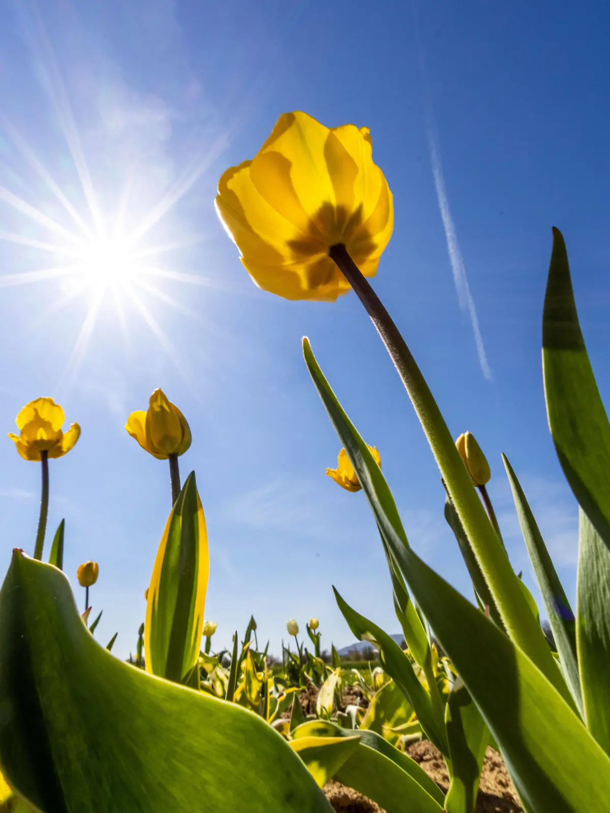  Sonniges Frühlingswetter in Hessen 23.04.2021, Oberursel Hessen: Die Sonne scheint über blühenden Tulpen auf einer Wiese am Stadtrand. Für das kommende Wochenende wird zumeist sonniges und mildes Frühlingswetter vorhergesagt., Oberursel Deutschland *** Sunny spring weather in Hesse 23 04 2021, Oberursel Hesse The sun shines over blooming tulips on a meadow on the outskirts of town Mostly sunny and mild spring weather is forecast for the coming weekend , Oberursel Germany