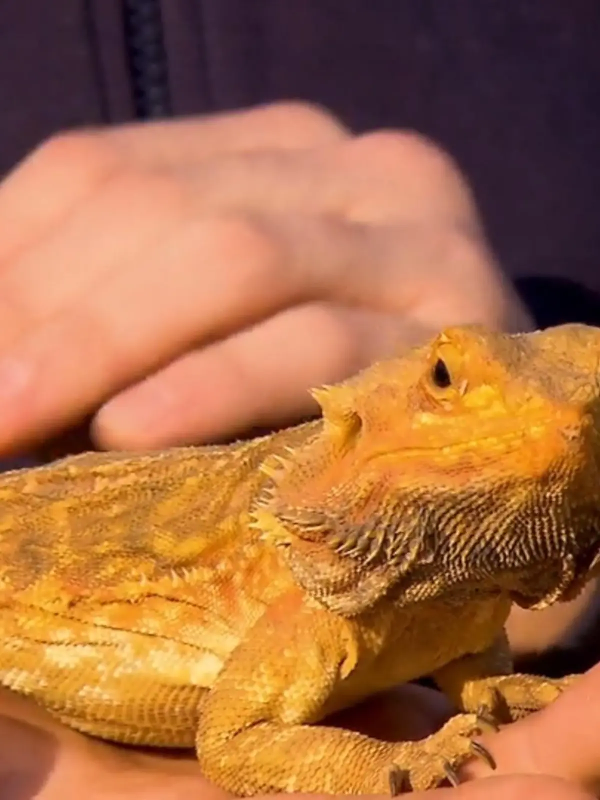 Bild zu: "Wer adoptiert Bartagame "Pancake"?"