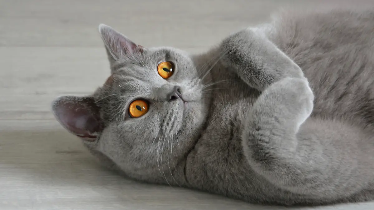 Portrait of a british shorthair cat with expressive orange eyes, that's laying on the floor.
