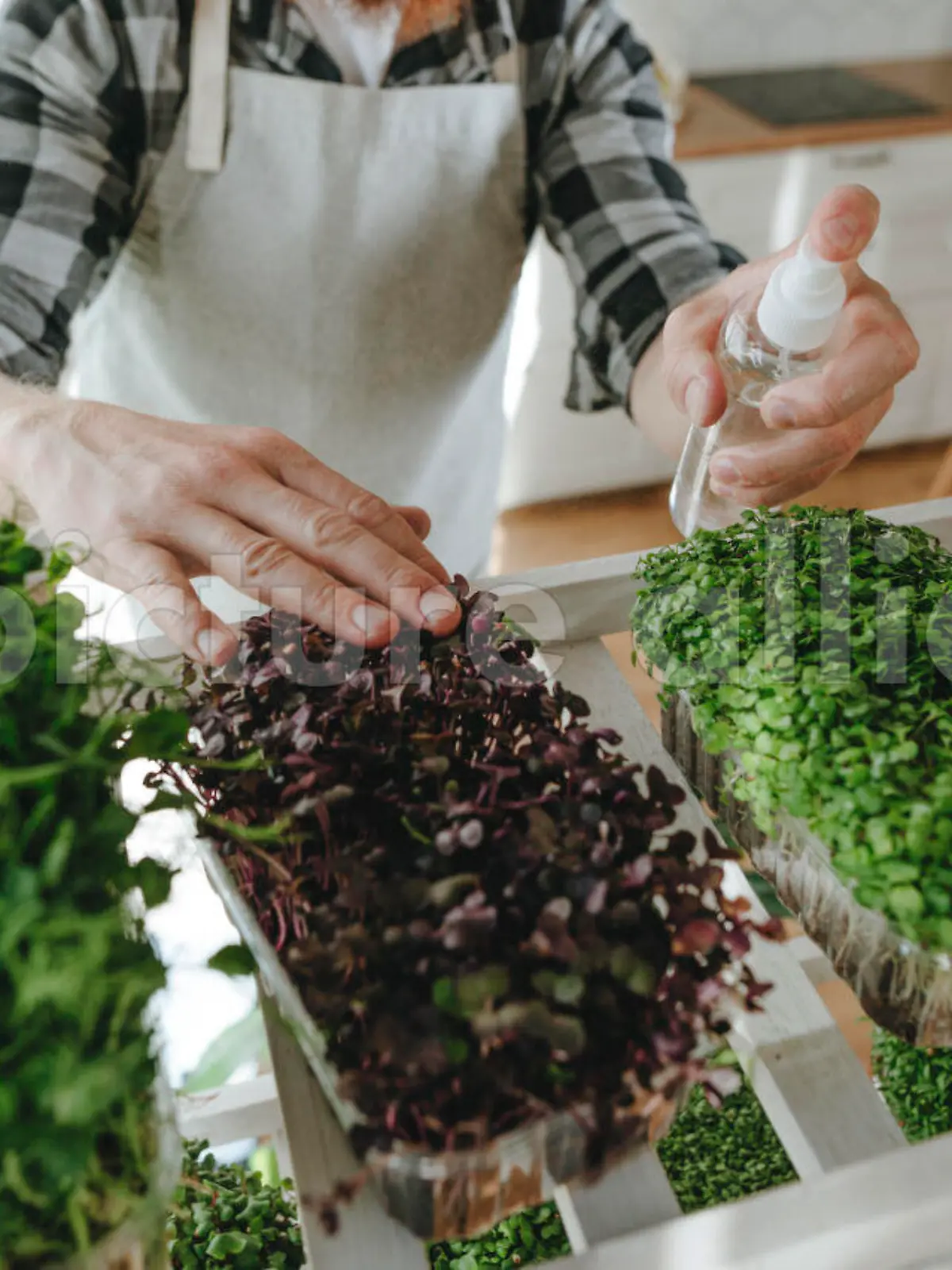 Man spraying water on microgreens at home || Modellfreigabe vorhanden