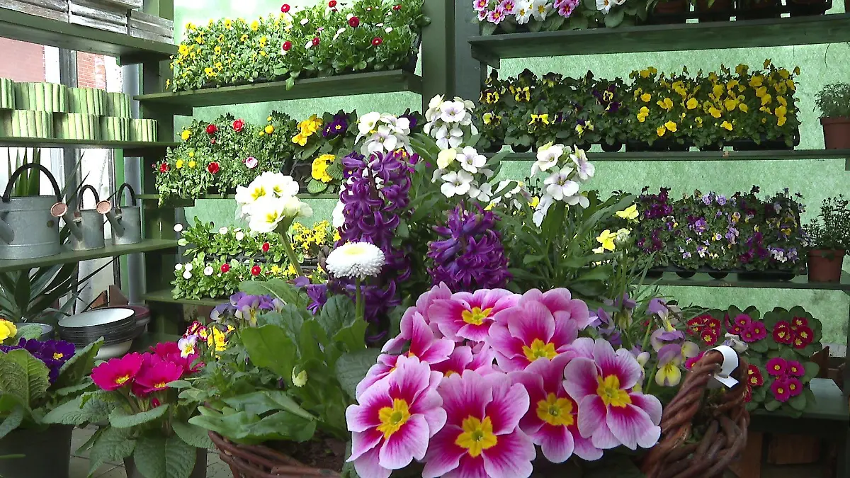 Diese Farbe ist DER Trend im Beet. Magenta ist die Farbe des Jahres, auch für den Garten.
