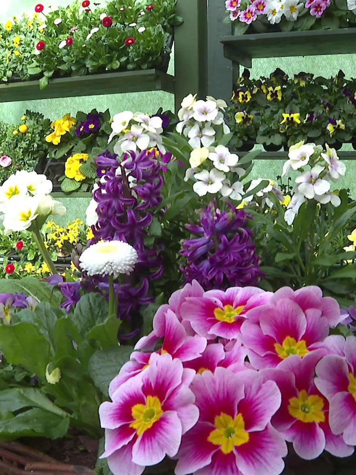Diese Farbe ist DER Trend im Beet. Magenta ist die Farbe des Jahres, auch für den Garten.