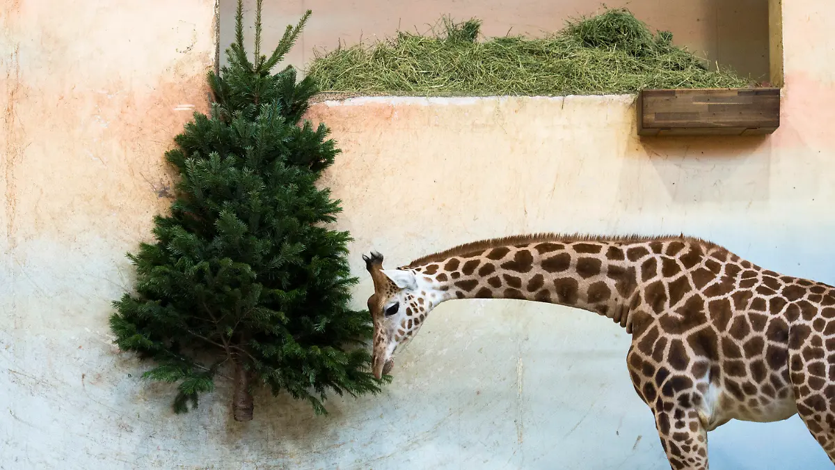 dpatopbilder - 28.12.2019, Tschechien, Prag: Eine Giraffe frisst im Prager Zoo die Nadeln eines unverkauften Weihnachtsbaums. Foto: Katerina Sulova/CTK/dpa +++ dpa-Bildfunk +++