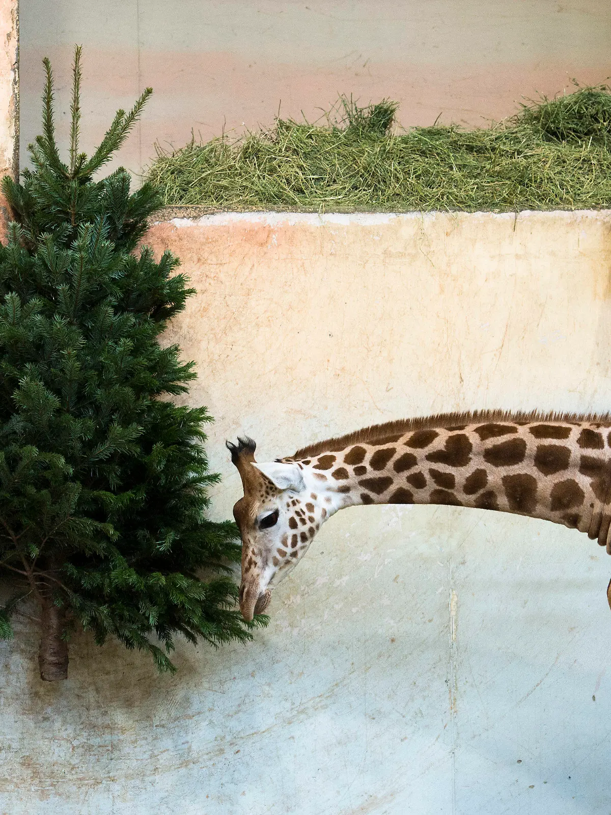 dpatopbilder - 28.12.2019, Tschechien, Prag: Eine Giraffe frisst im Prager Zoo die Nadeln eines unverkauften Weihnachtsbaums. Foto: Katerina Sulova/CTK/dpa +++ dpa-Bildfunk +++