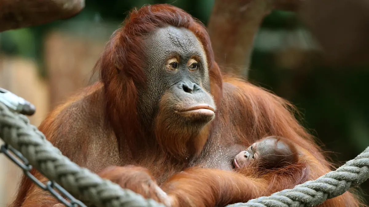ARCHIV - 07.12.2016, Nordrhein-Westfalen, Krefeld: Das Orang-Utan Baby «Suria» klammert sich im Zoo in Krefeld (Nordrhein-Westfalen) an seine Mutter «Lea». Das neue Jahr hat im Krefelder Zoo mit einer Tragödie begonnen: Das Affenhaus brannte komplett aus. Über 30 Tiere starben, darunter auch Orang-Utan «Lea» mit «Suria». Ein Millionenschaden entstand. Eine zu Neujahr gezündete Himmelslaterne könnte das Feuer ausgelöst haben. Foto: Roland Weihrauch/dpa +++ dpa-Bildfunk +++