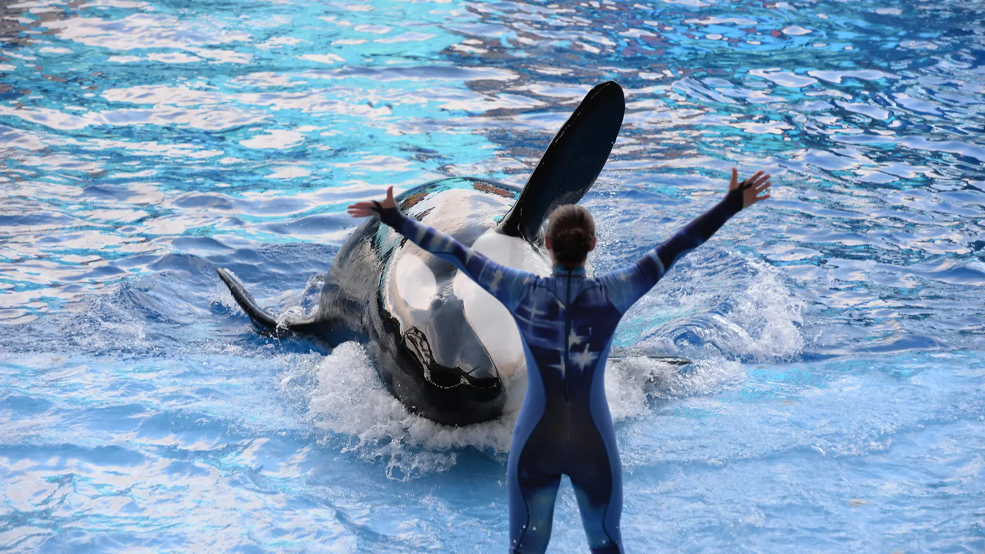 Besieged theme park SeaWorld has launched its first major PR attack against Blackfish in an attempt to offset almost 12 months of damage caused by the chilling documentary, which chronicled the aquarium's 39-year treatment of killer whales in captivity. Hit with cancellations from high-profile performers and school field trips, coupled with aggressive animal activist campaigns and a tarnished image, the Orlando-based marine park has placed full-page ads in eight of the country's largest newspapers, rationalizing their whale practices. The 'Open Letter from SeaWorld's Animal Advocates' which appears in today's Orlando Sentinel, New York Times, Wall Street Journal and USA Today, among other papers, defends the way SeaWorld cares for the 29 whales in its corporate collection. Although it doesn't identify Blackfish, the ad is the first step in the company's move to rebut the wide-spread criticisms raised by the film, such as allegations that captivity turned orca Tilikum - the world's largest whale held in captivity - into a killer, according to The Orlando Sentinel SeaWorld has previously dismissed the doco as propagandist and inaccurate. 'Tili' was responsible for the deaths of three people, most notably that of trainer Dawn Brancheau, who he grabbed and dragged underwater until she drowned during a 2010 training session in Florida.