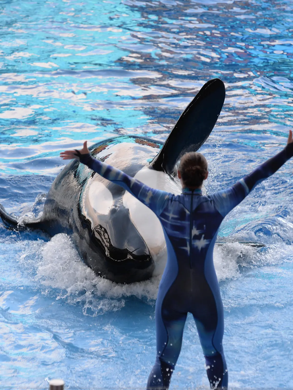 Besieged theme park SeaWorld has launched its first major PR attack against Blackfish in an attempt to offset almost 12 months of damage caused by the chilling documentary, which chronicled the aquarium's 39-year treatment of killer whales in captivity. Hit with cancellations from high-profile performers and school field trips, coupled with aggressive animal activist campaigns and a tarnished image, the Orlando-based marine park has placed full-page ads in eight of the country's largest newspapers, rationalizing their whale practices. The 'Open Letter from SeaWorld's Animal Advocates' which appears in today's Orlando Sentinel, New York Times, Wall Street Journal and USA Today, among other papers, defends the way SeaWorld cares for the 29 whales in its corporate collection. Although it doesn't identify Blackfish, the ad is the first step in the company's move to rebut the wide-spread criticisms raised by the film, such as allegations that captivity turned orca Tilikum - the world's largest whale held in captivity - into a killer, according to The Orlando Sentinel SeaWorld has previously dismissed the doco as propagandist and inaccurate. 'Tili' was responsible for the deaths of three people, most notably that of trainer Dawn Brancheau, who he grabbed and dragged underwater until she drowned during a 2010 training session in Florida.