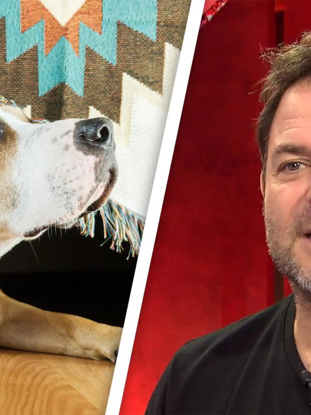 Martin Rütter gibt Tipps für silvesterpanische Hunde